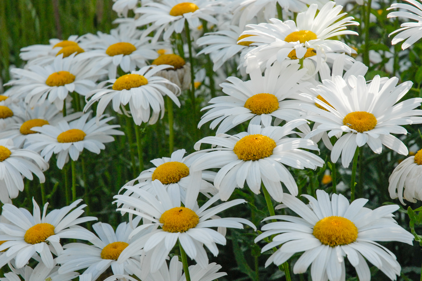 Shasta Daisy